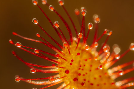 Drosera flower with water drops. Close-up. Macroの写真素材