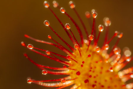 Drops of dew on the flowers of sundew. macroの写真素材