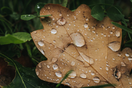 Close up of wet oak leaf with dew drops on it.の写真素材