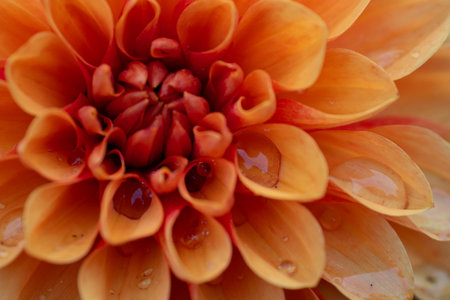 Orange dahlia flower with water drops on petals close upの写真素材