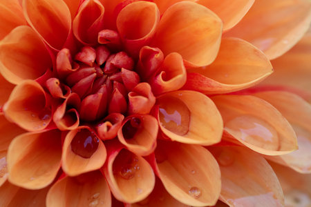 Beautiful orange dahlia flower with water drops close-upの写真素材