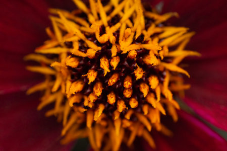 Zinnia flower close-up. Macro photo of the pollenの写真素材