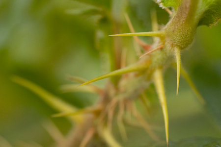 Thorny plant with thorns on a blurred green background.の写真素材