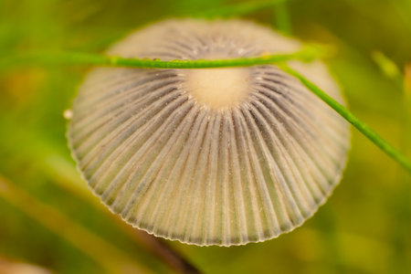 Mushroom growing in the forest. Close-up macro photographyの写真素材