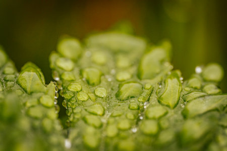 Drops of dew on a green leaf. Macro photography.の写真素材