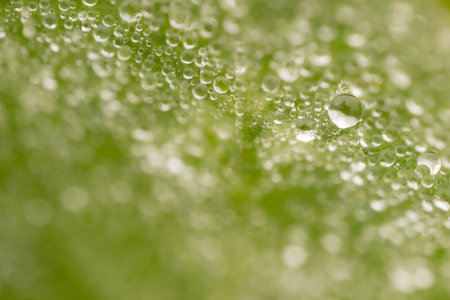 Drops of dew on a green leaf close-up macroの写真素材