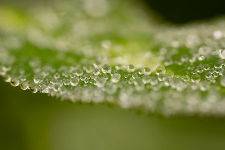 dew drops on a green leaf macro close up. shallow depth of fieldの写真素材