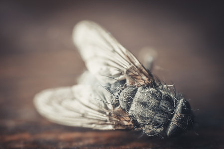 dead fly on wood background with filter effect retro vintage style and soft focus