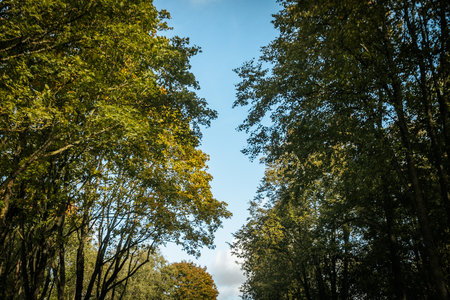 Beautiful autumn trees in the park on a sunny day. Autumn landscape.の写真素材
