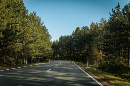 Asphalt road through the pine forest. Summer landscape with empty asphalt road.の写真素材