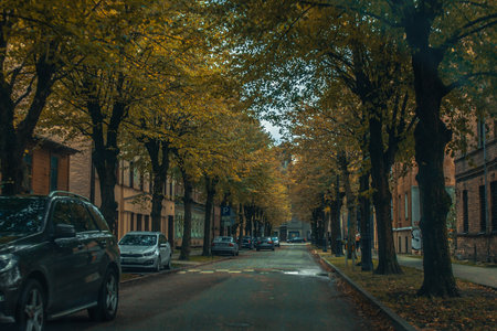 Autumn city street with yellow trees and asphalt road in the eveningの写真素材
