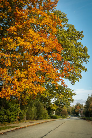 Autumn trees along the road in the city park. Autumn landscape.の写真素材