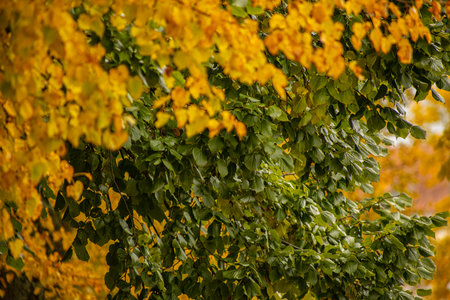 Autumnal background with yellow and green leaves of linden treeの写真素材