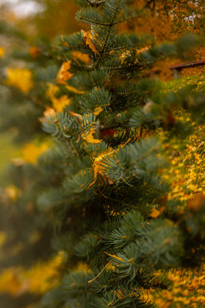 Pine branches with yellow and green leaves in autumn park. Selective focusの写真素材