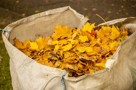 Bag full of autumn leaves on the street. Autumn background.の写真素材