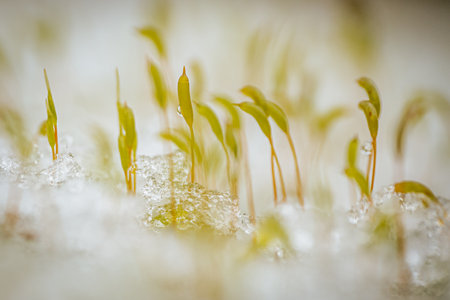 Close up of small green sprouts growing in the snow. Shallow depth of field.