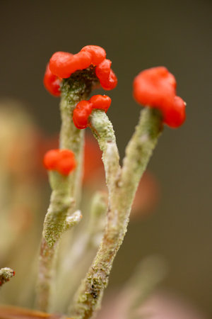 Close up of red lichen growing on a tree trunk in the forest. Lichen fruiting bodies in which spores are formed. Red fruit bodies in Cladonia speciesの写真素材