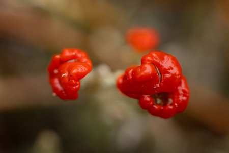 Mushrooms in the forest, close-up, macro photography. Lichen fruiting bodies in which spores are formed. Red fruit bodies in Cladonia speciesの写真素材