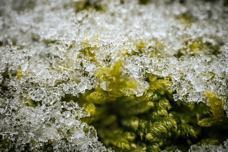 Macro shot of green moss with ice crystals. Natural background.の写真素材