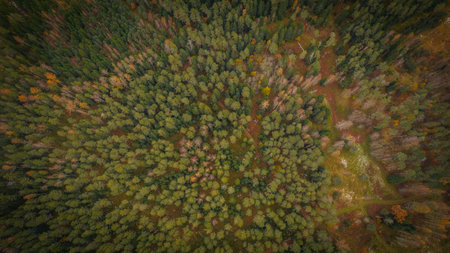 Aerial view of the autumn forest. Top view of the autumn forest.