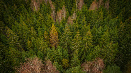 Aerial view of green coniferous forest in autumn time.の写真素材