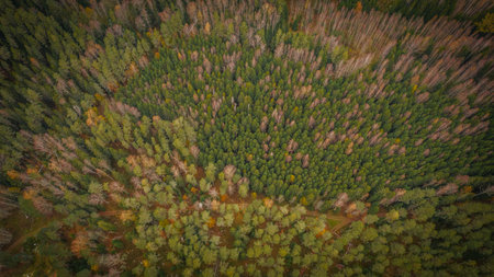Aerial view of autumn forest. Aerial view of autumn forest.の写真素材