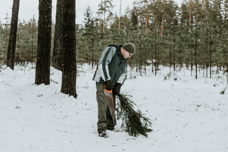 A man in a gray jacket and a gray cap with a chainsaw collects a Christmas tree in the forest.の写真素材