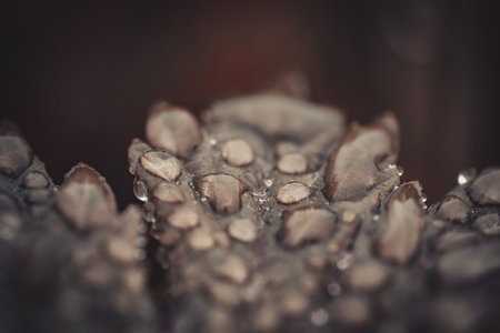 Macro shot of the surface of a cactus with water dropsの写真素材