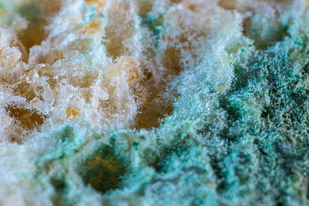 Bread mold. Beautiful mold. Mold spores, macro. Mold is light, yellow, transparent.の写真素材