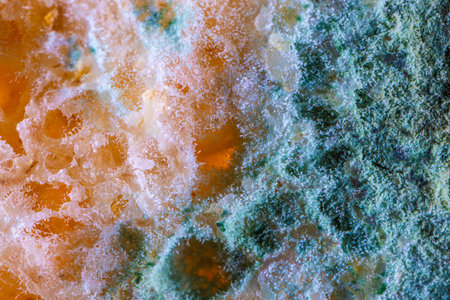 Bread mold. Beautiful mold. Mold spores, macro. Mold is light, yellow, transparent.の写真素材