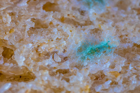 Bread mold. Beautiful mold. Mold spores, macro. Mold is light, yellow, transparent.の写真素材