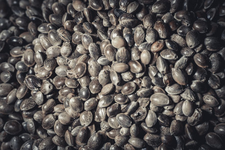 Marijuana seeds in a big pile. Hemp seedsの写真素材