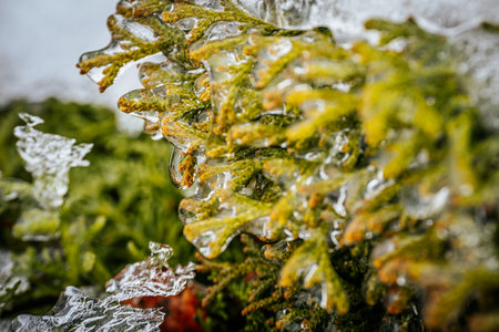 Close-up of a frozen branch of a thuja treeの写真素材