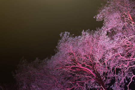 Night view of the trees covered with hoarfrost in the parkの写真素材