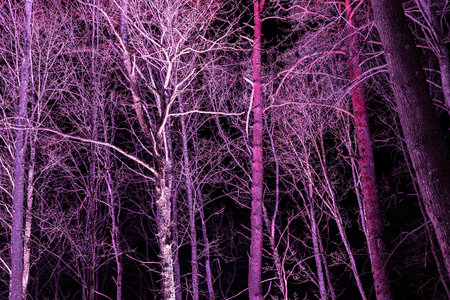 Night forest with trees in purple and pink colors. Toned.の写真素材