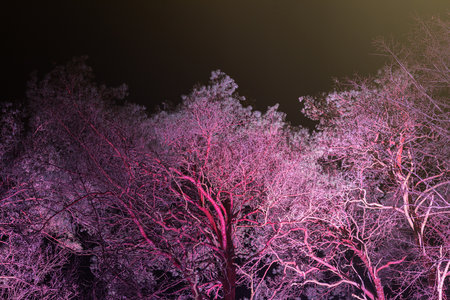 Winter forest at night. Beautiful view of trees covered with hoarfrost.の写真素材