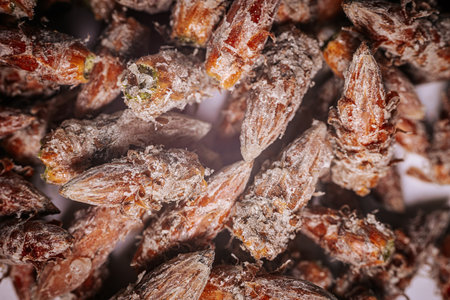 Pine buds healthy diet. A pile of pine budsの写真素材