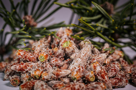 Pine buds healthy diet. A pile of pine budsの写真素材