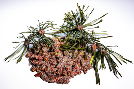 Pine buds healthy diet. A pile of pine budsの写真素材