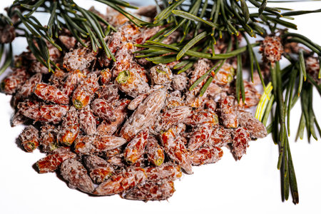 Pine buds healthy diet. A pile of pine budsの写真素材