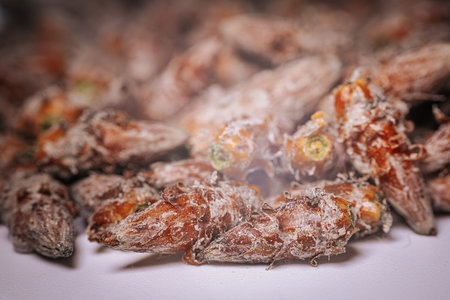 Pine buds healthy diet. A pile of pine buds. Selective focus.の写真素材
