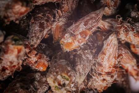 Pine buds healthy diet. A pile of pine budsの写真素材