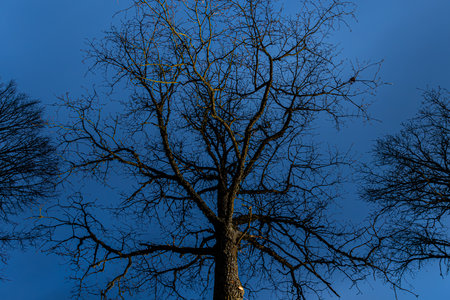 Dead tree silhouette on blue sky background. The concept of death.の写真素材