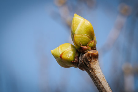 Buds on a tree in early spring, close-up.