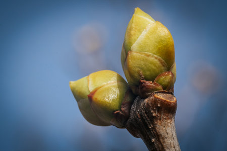 Buds on a branch of a tree in early spring. Macroの写真素材