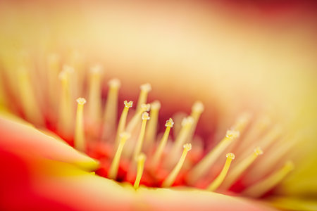 Macro shot of a yellow flower. Shallow depth of field.の写真素材