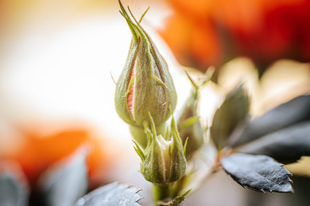 Close up of a red rose bud. Shallow depth of field.の写真素材