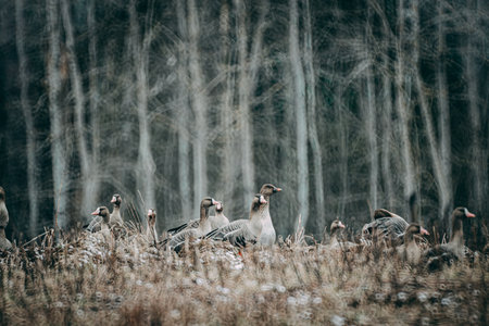 Geese in the winter forest. A flock of geese in the winter forest.の写真素材