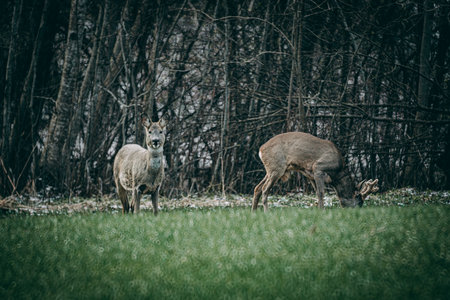 Roe deer in the meadow in spring. Filtered image processed vintage effect.の写真素材