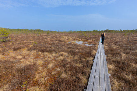 Wooden walkway in the swamp, view from the back.の写真素材